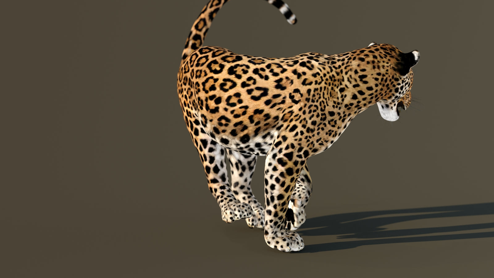 Leopard 3D Model Animated 360° view 4 frame 32