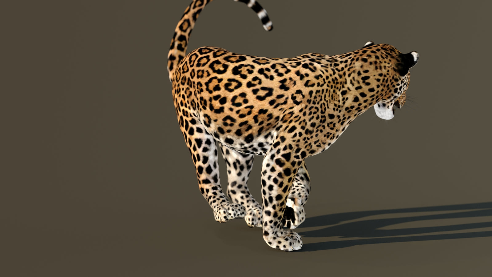 Leopard 3D Model Animated 360° view 4 frame 33