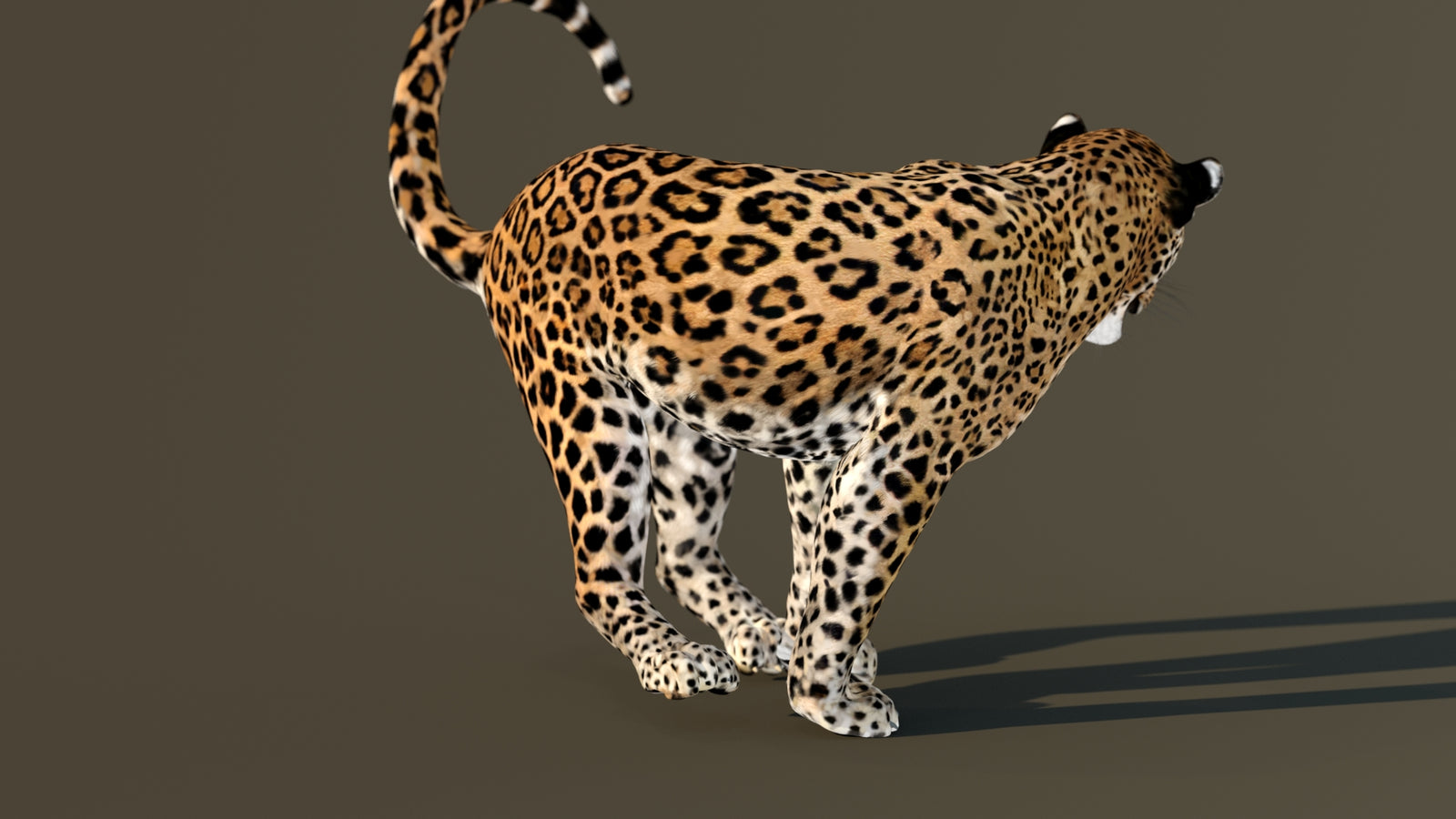 Leopard 3D Model Animated 360° view 4 frame 36