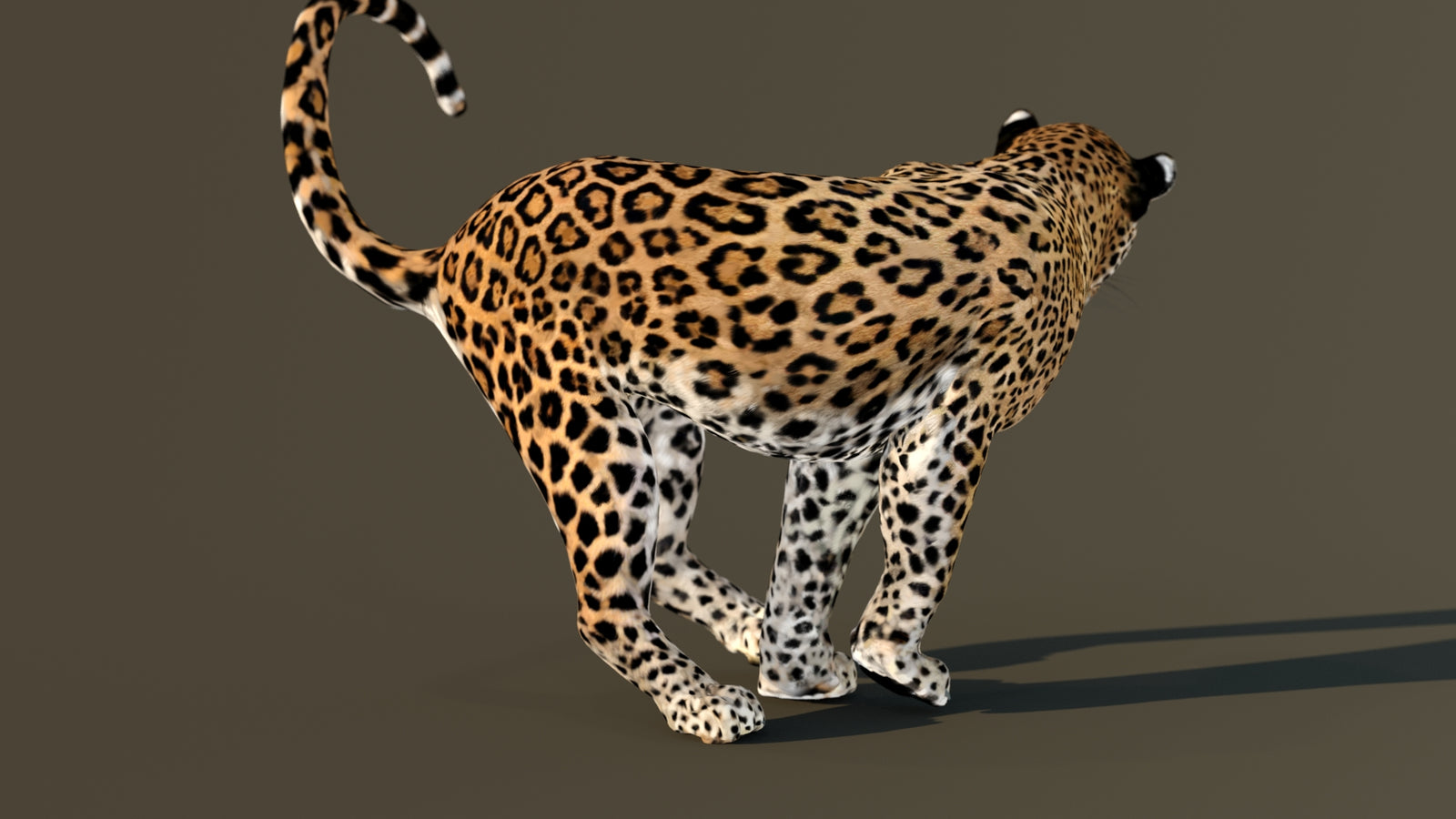 Leopard 3D Model Animated 360° view 4 frame 39