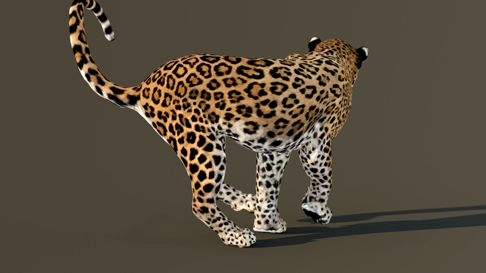 Leopard 3D Model Animated 360° view 4 frame 42