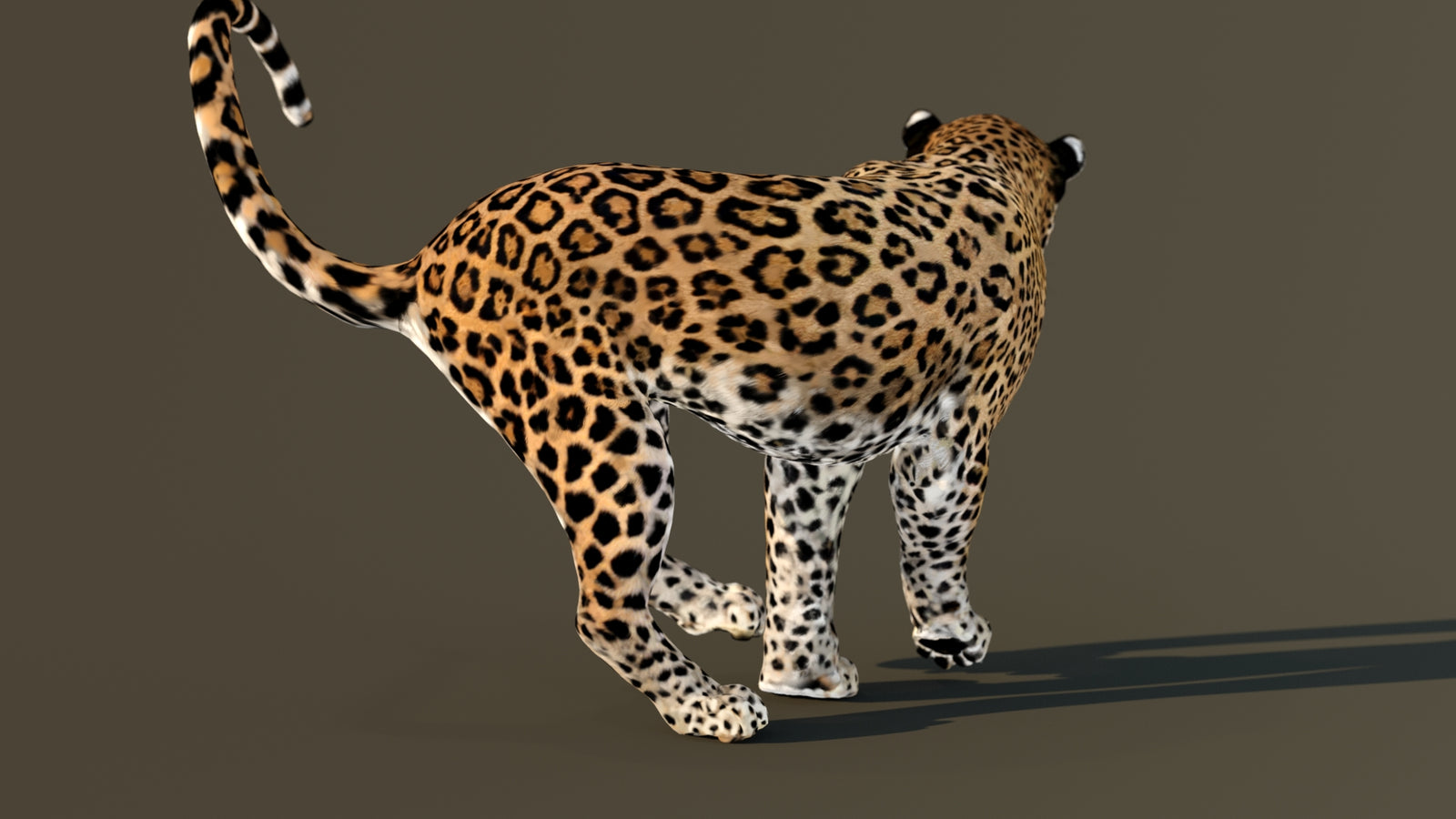 Leopard 3D Model Animated 360° view 4 frame 43