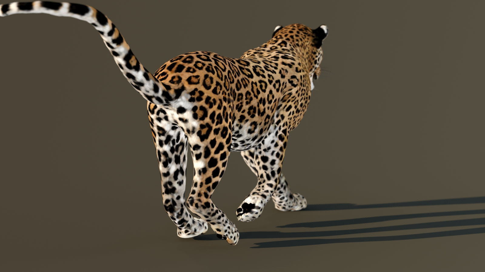 Leopard 3D Model Animated 360° view 4 frame 60