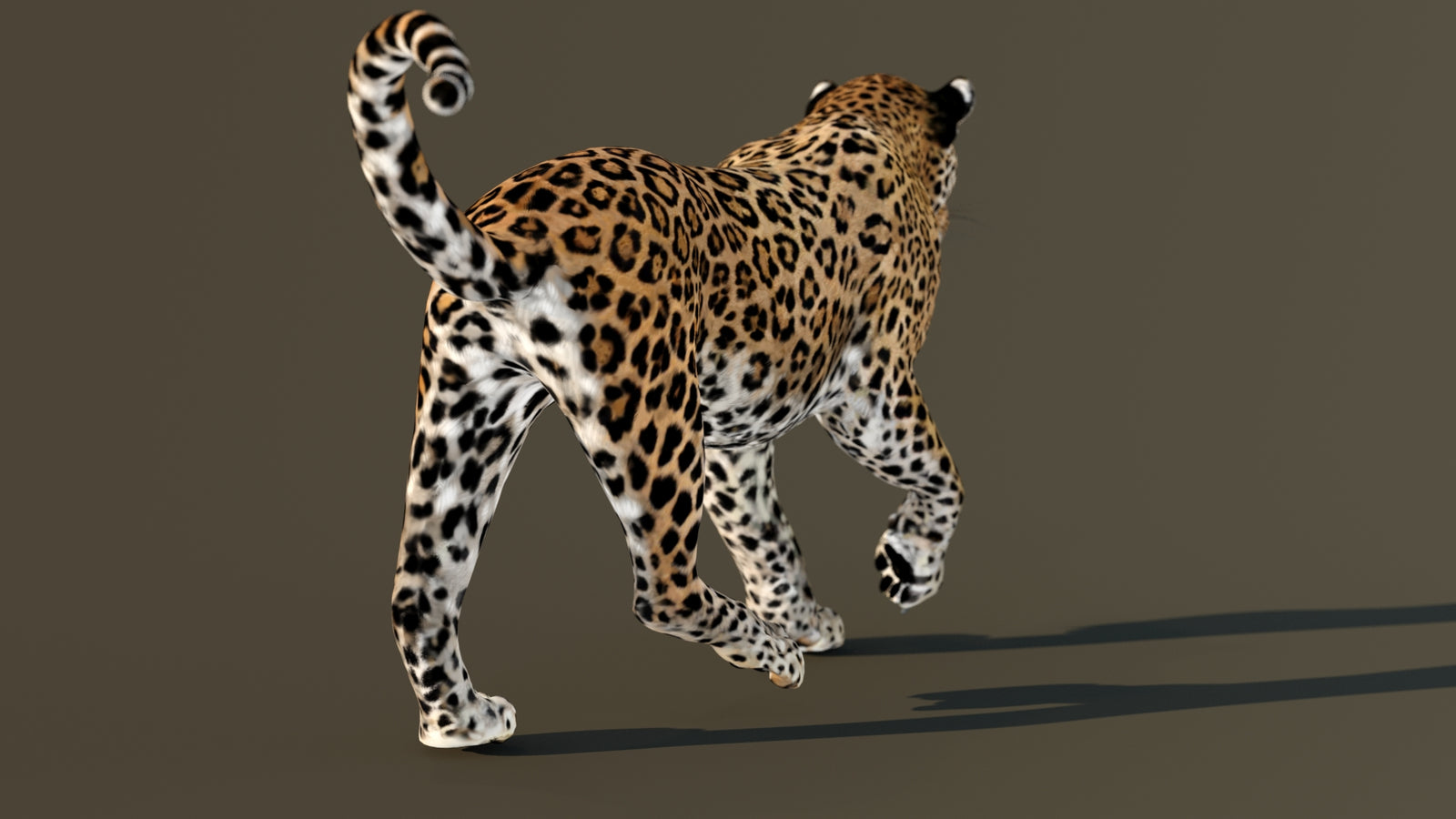 Leopard 3D Model Animated 360° view 4 frame 66