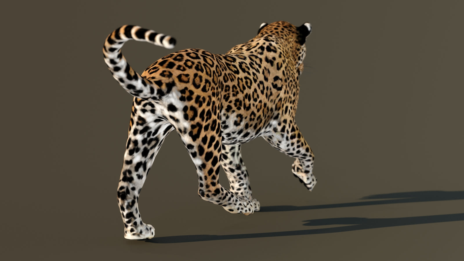 Leopard 3D Model Animated 360° view 4 frame 68