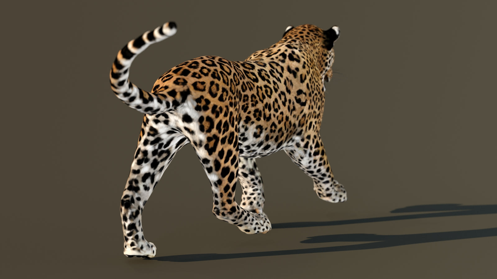 Leopard 3D Model Animated 360° view 4 frame 70