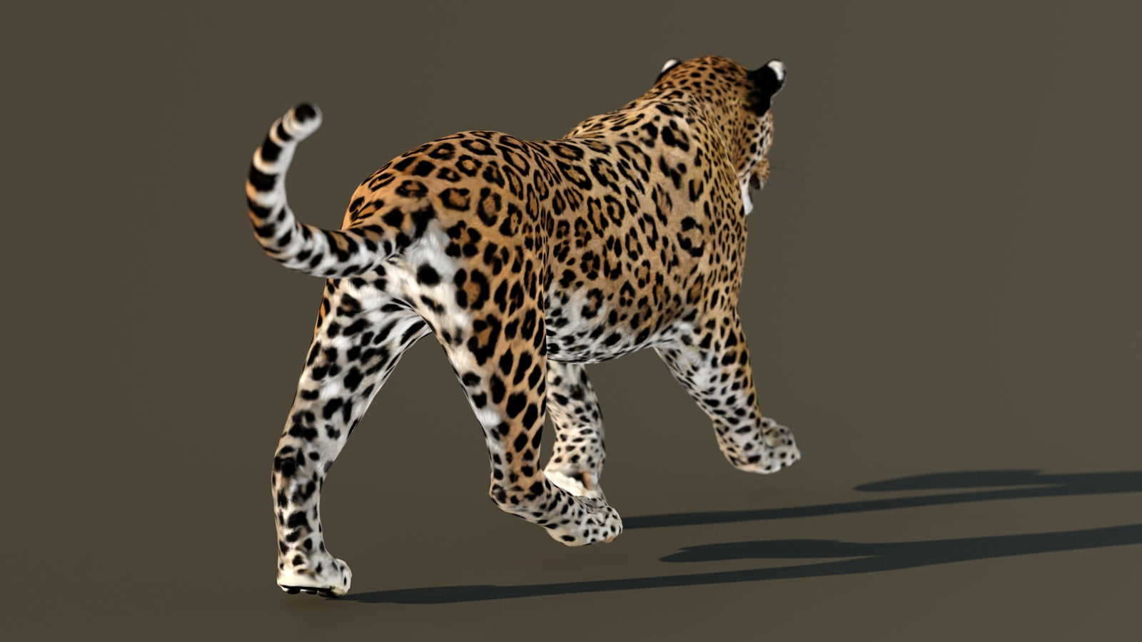 Leopard 3D Model Animated 360° view 4 frame 71