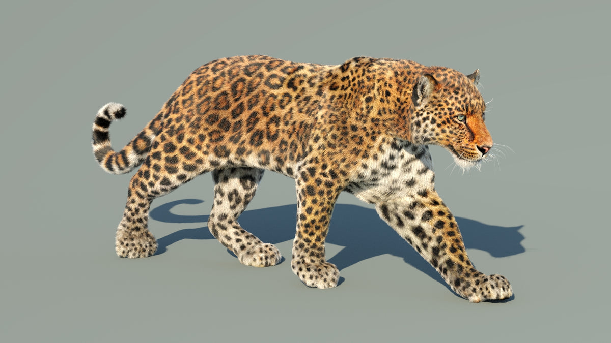Animated Leopard 3D Model Fur with 6 Animations - 360 Degree View