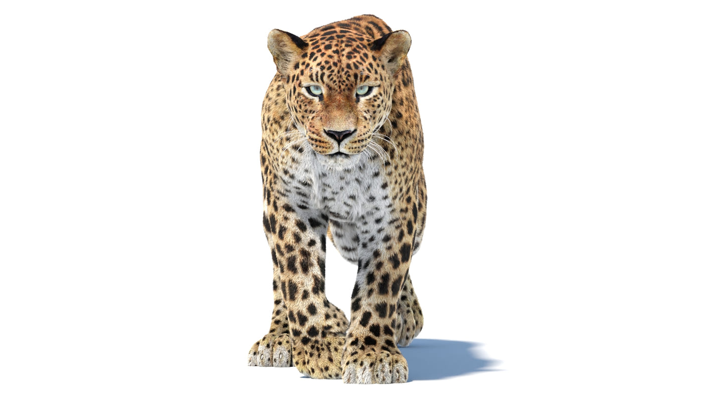Animated Big Cat 3D Model - Lion, Tiger, Leopard, and cheetah - Hair and Fur | Bundle - 360 Degree View