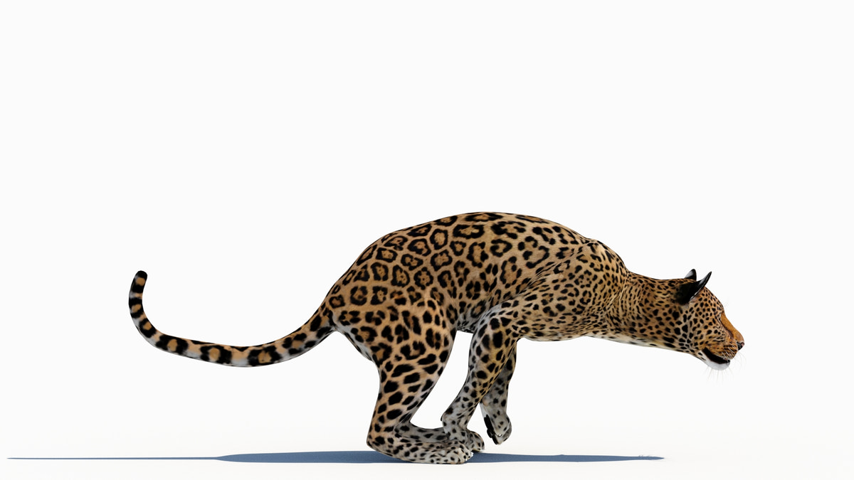 Leopard 3D Model Animated - 360 Degree View