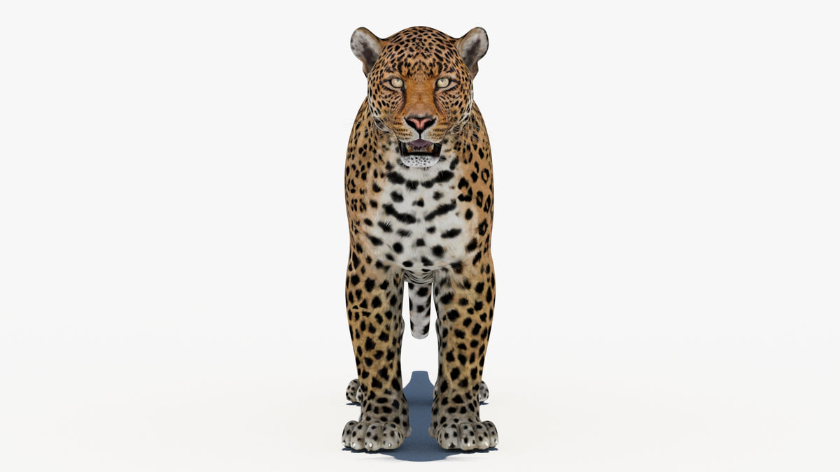 Leopard 3D Model Animated - 360 Degree View
