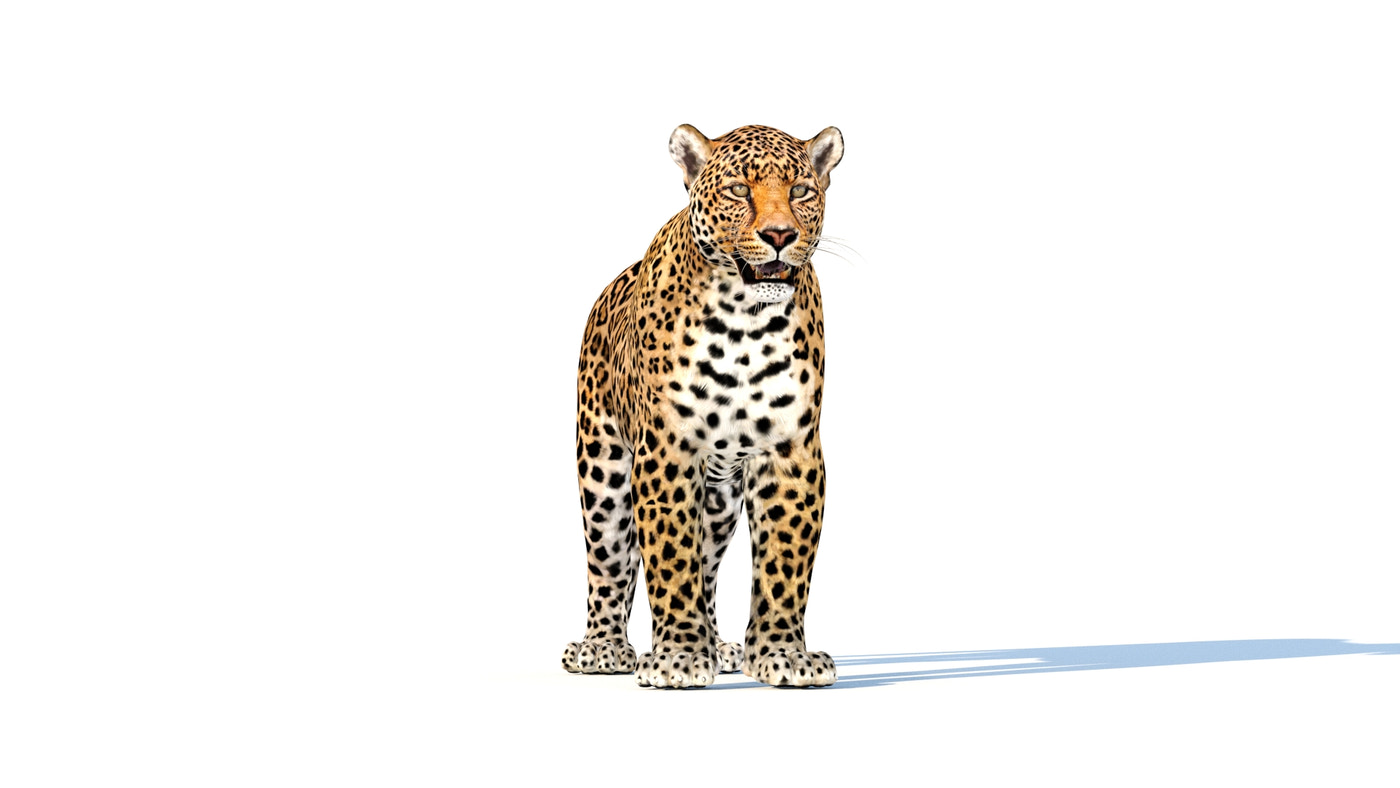 Animated Leopard 3D Model - 360 Degree View