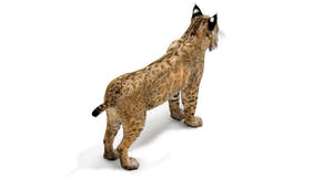Lifelike Bobcat 3D Model for Download Thumbnail