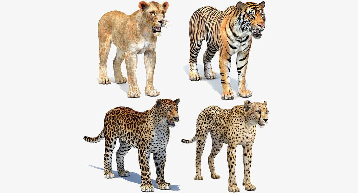 Lifelike Big Cats 04 3D Model for Download