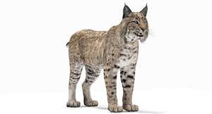 Lifelike Bobcat 3D Model for Download Thumbnail