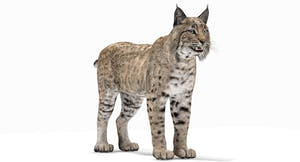 Lifelike Bobcat 3D Model for Download Thumbnail