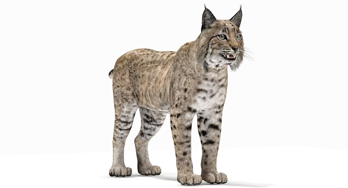 Lifelike Bobcat 3D Model for Download
