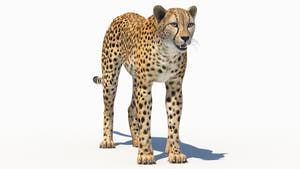 Lifelike cheetah 3D Model for Download Thumbnail