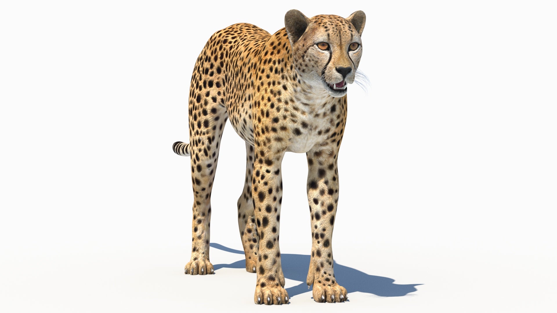 Lifelike cheetah 3D Model for Download