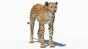 Lifelike cheetah 3D Model for Download Thumbnail