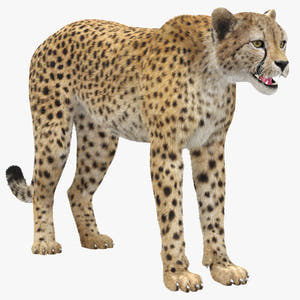 Realistic Cheetah 3D Model with Fur Thumbnail