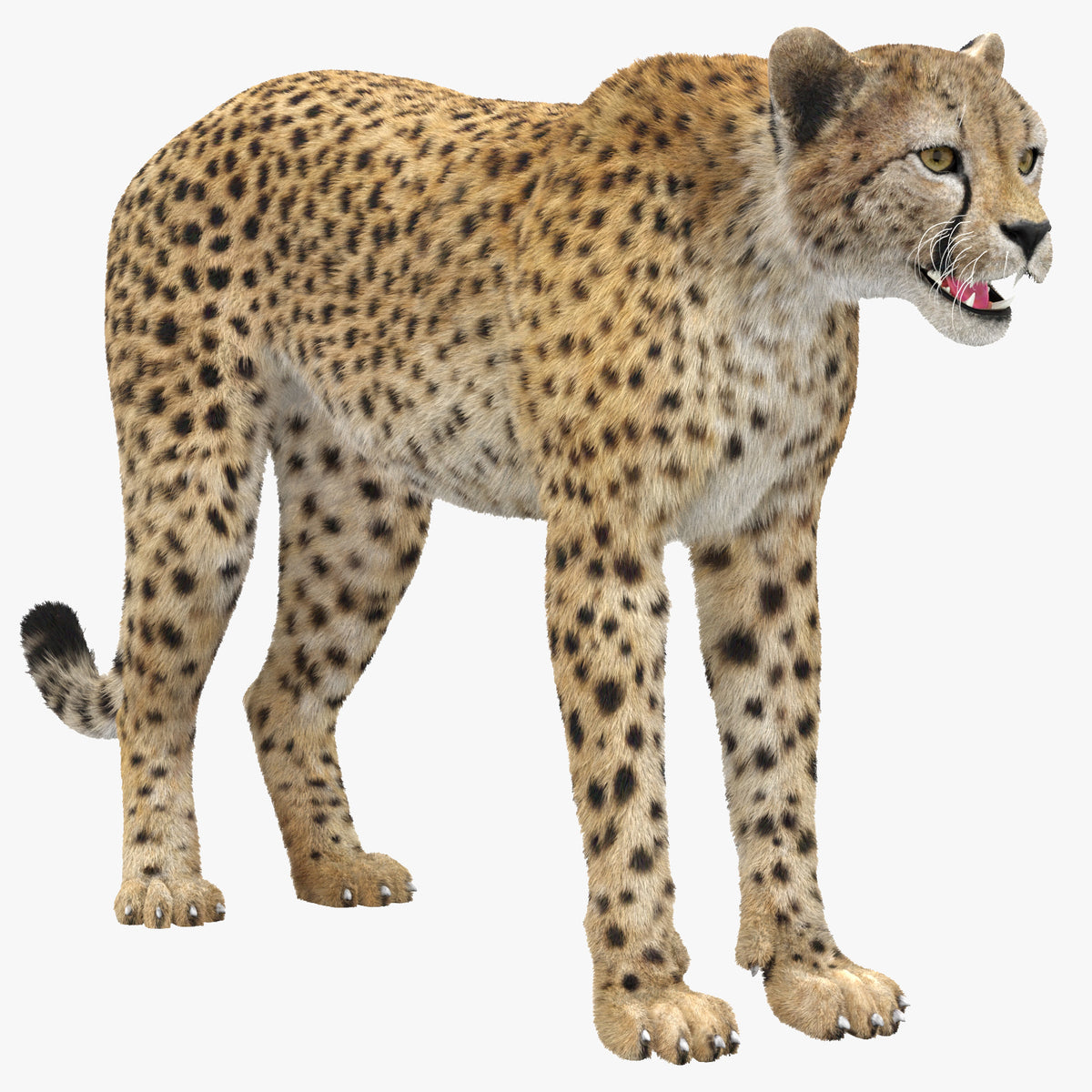 Realistic Cheetah 3D Model with Fur