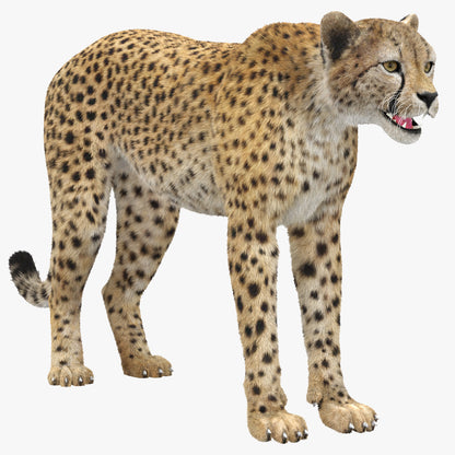 Realistic Cheetah 3D Model with Fur