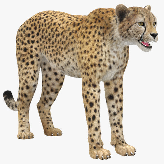 Realistic Cheetah 3D Model with Fur