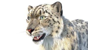 Animated Snow Leopard 3D Model with Hair and Fur Thumbnail