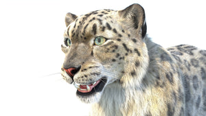 Animated Snow Leopard 3D Model with Hair and Fur Thumbnail