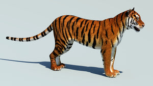 Lifelike Tiger 3D Model for Download