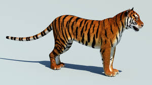 Lifelike Tiger 3D Model for Download Thumbnail