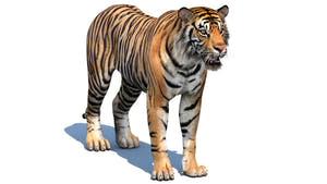 Lifelike Tiger 3D Model Fully Texture and Unwraped for Download Thumbnail