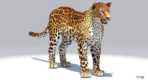 Realistic Amur Leopard 3D Model for Download - V-ray Thumbnail
