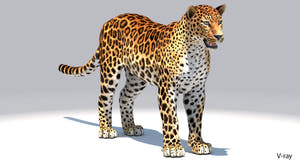 Realistic Amur Leopard 3D Model for Download - V-ray Thumbnail