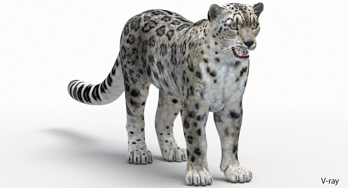 Lifelike Snow Leopard 3D Model - V-ray Renderer
