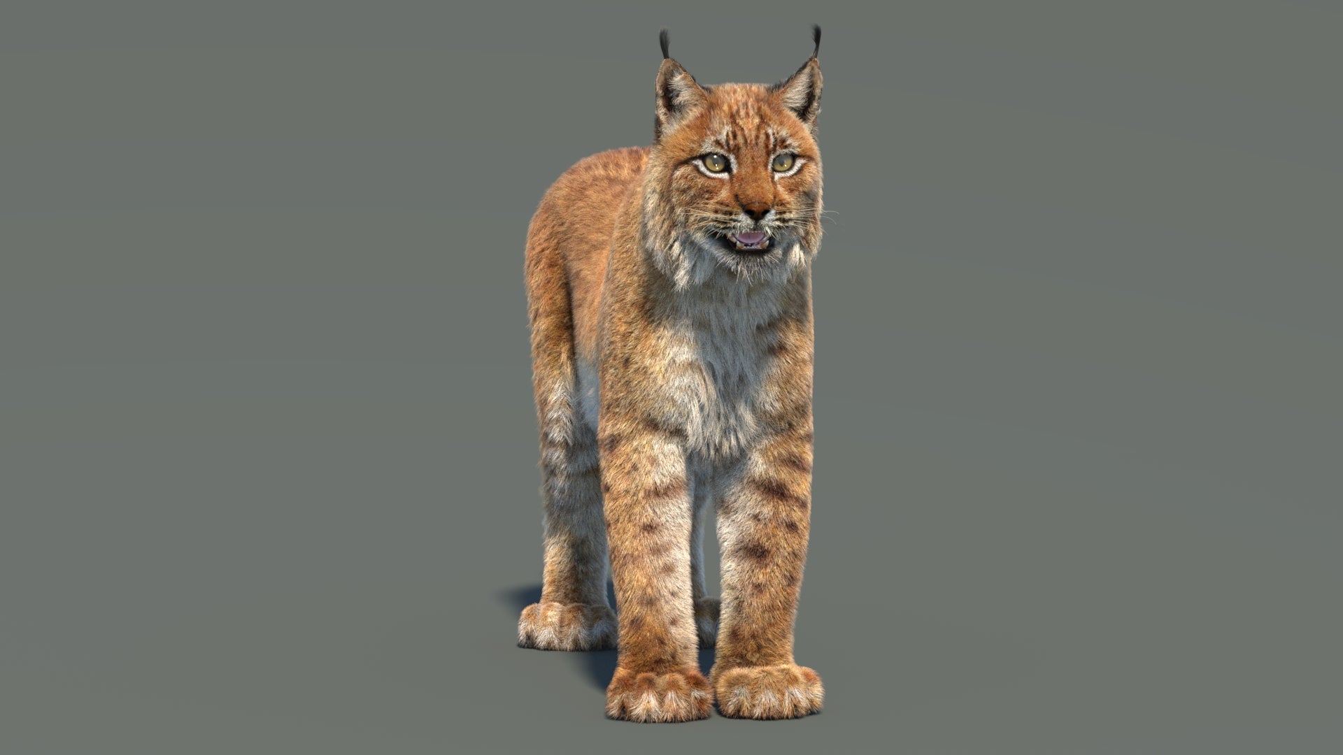 Eurasian Lynx 3D Model Fur - 360 Degree View