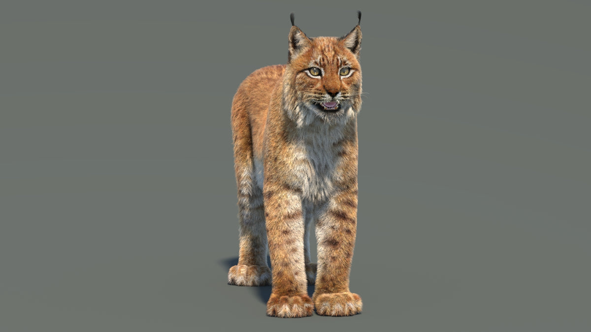 Eurasian Lynx 3D Model - Hair and Fur - 360 Degree View
