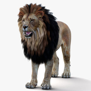 Game-Ready Lion 3D Model PBR Thumbnail