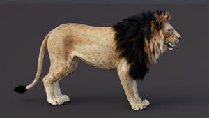 Game-Ready Lion 3D Model PBR Thumbnail
