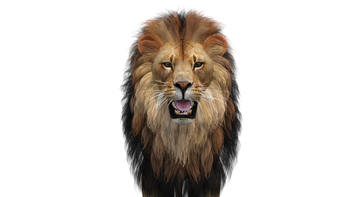 Realistic Lion 3D Model download head close up