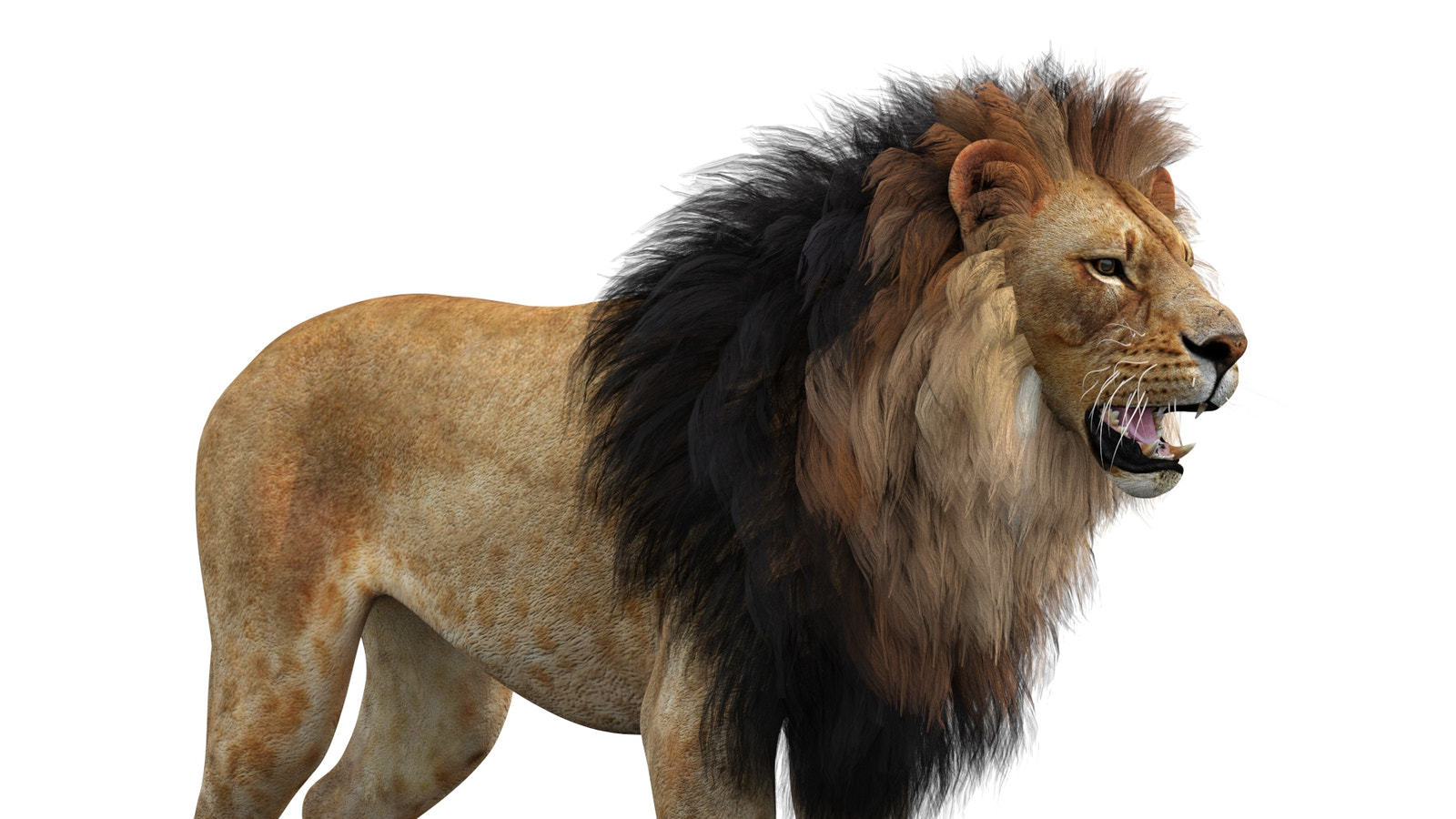 Realistic Lion 3D Model download head close up