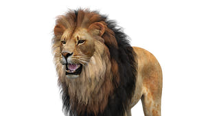 Realistic Lion 3D Model download Thumbnail