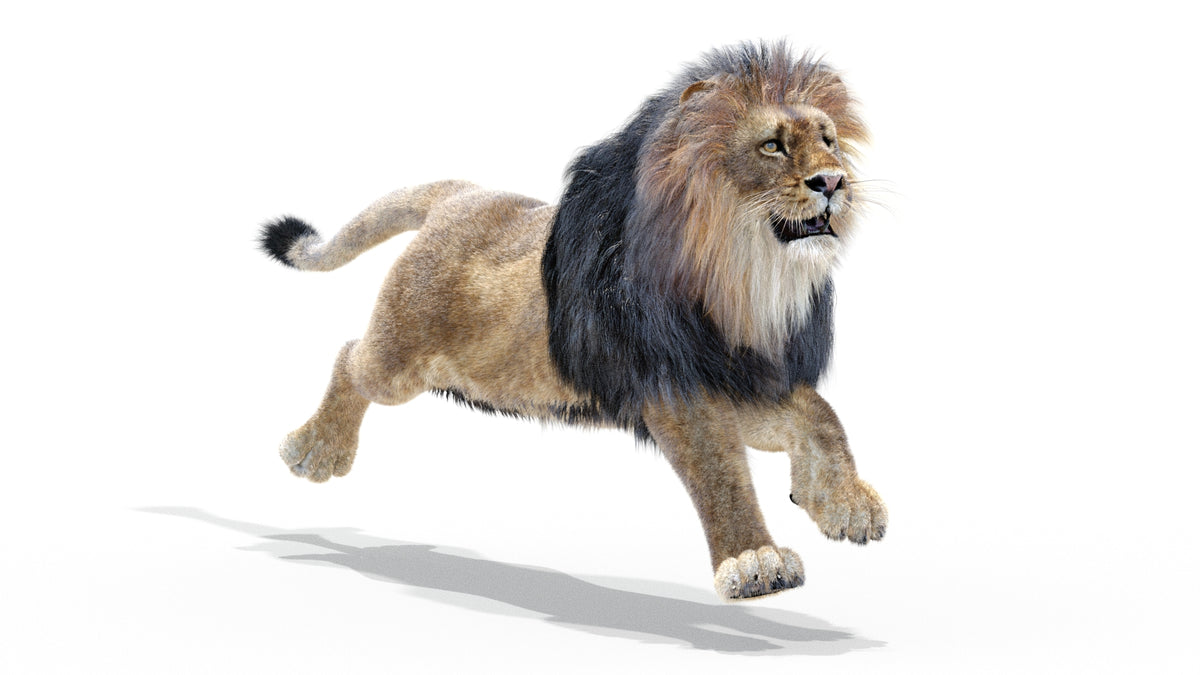 Animated Lion 3D Model - Hair and Fur | Low-Poly - 360 Degree View