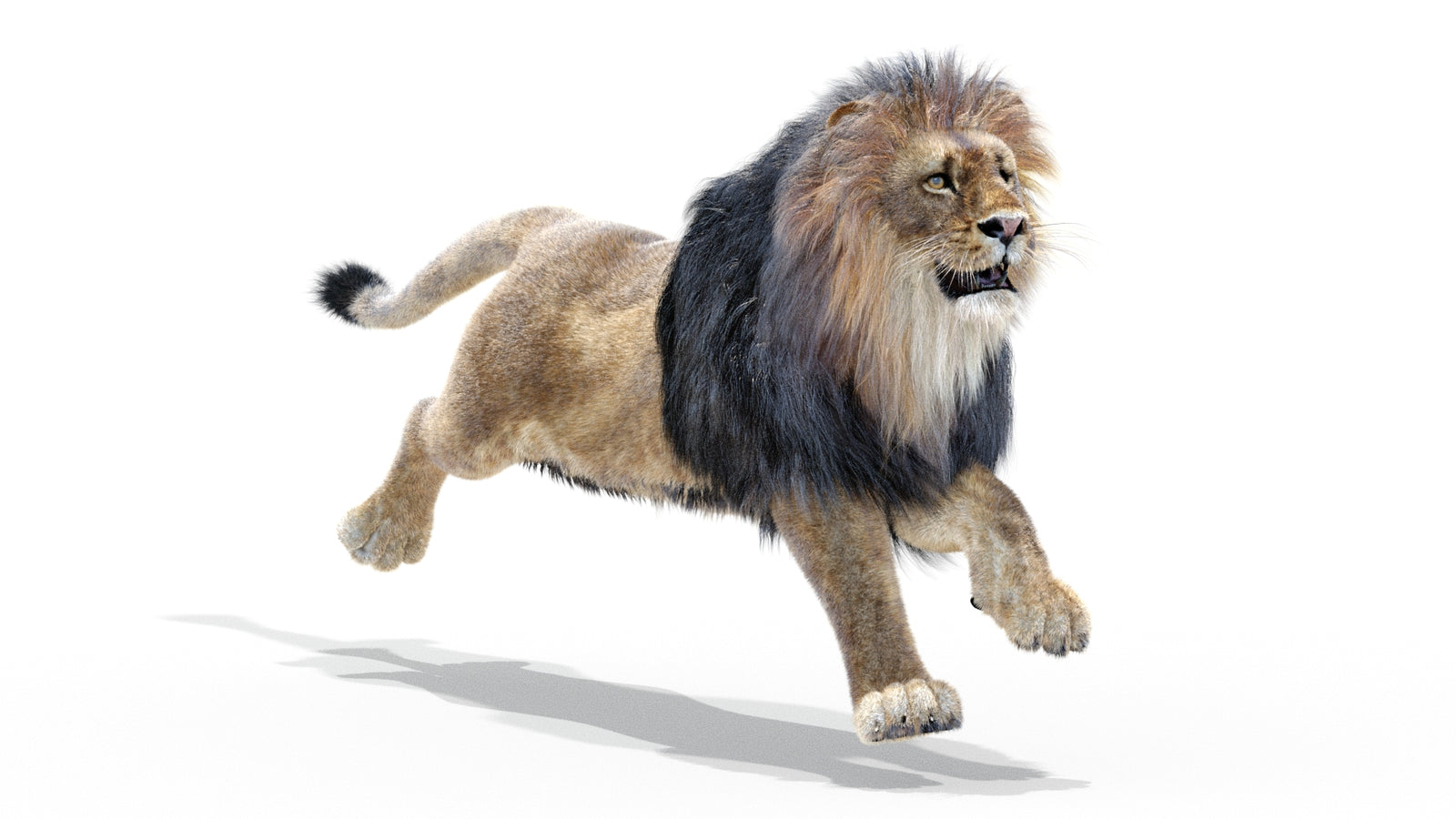 Animated Lion 3D Model with Fur 360° view 3 frame 2