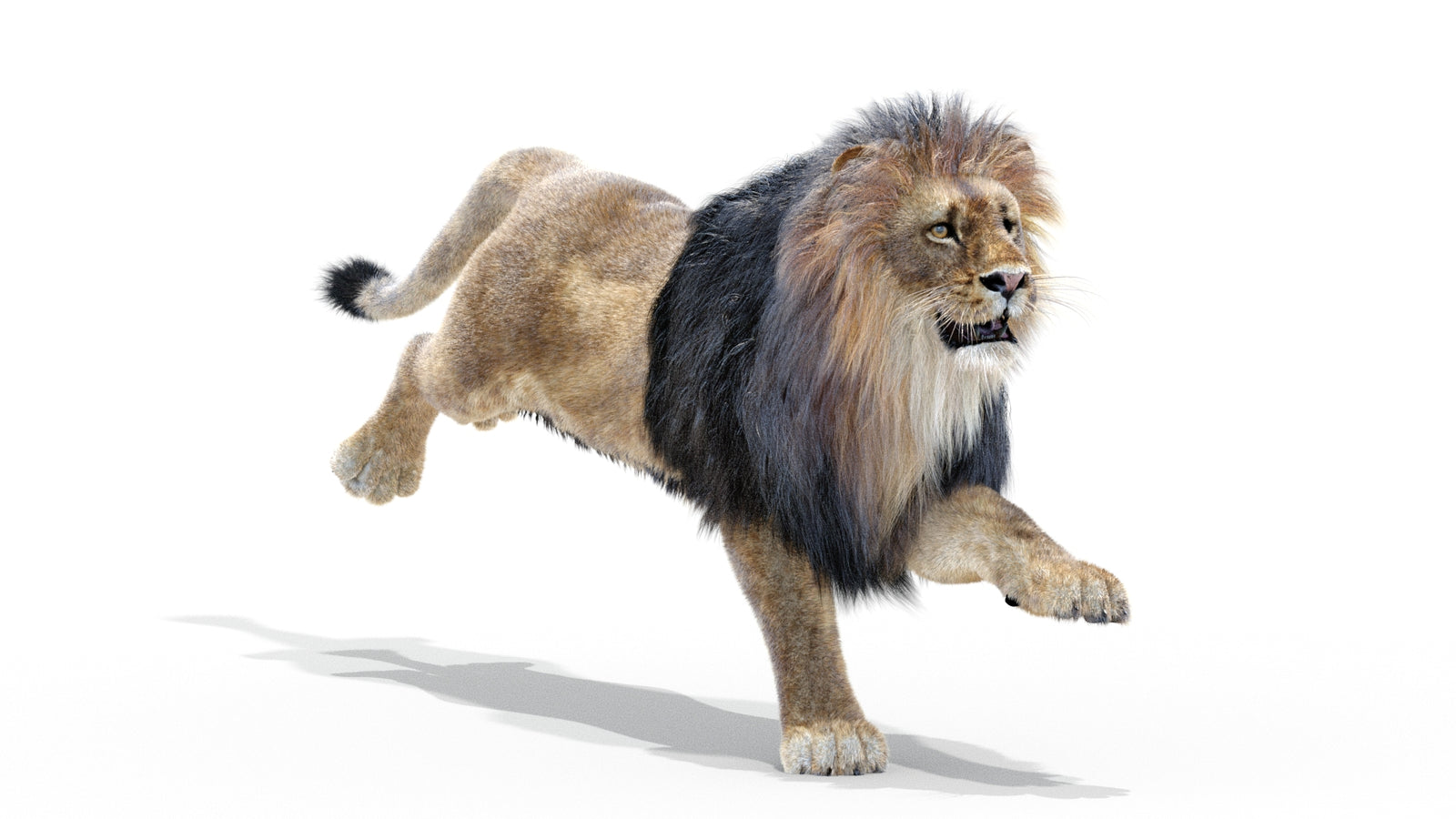 Animated Lion 3D Model with Fur 360° view 3 frame 4
