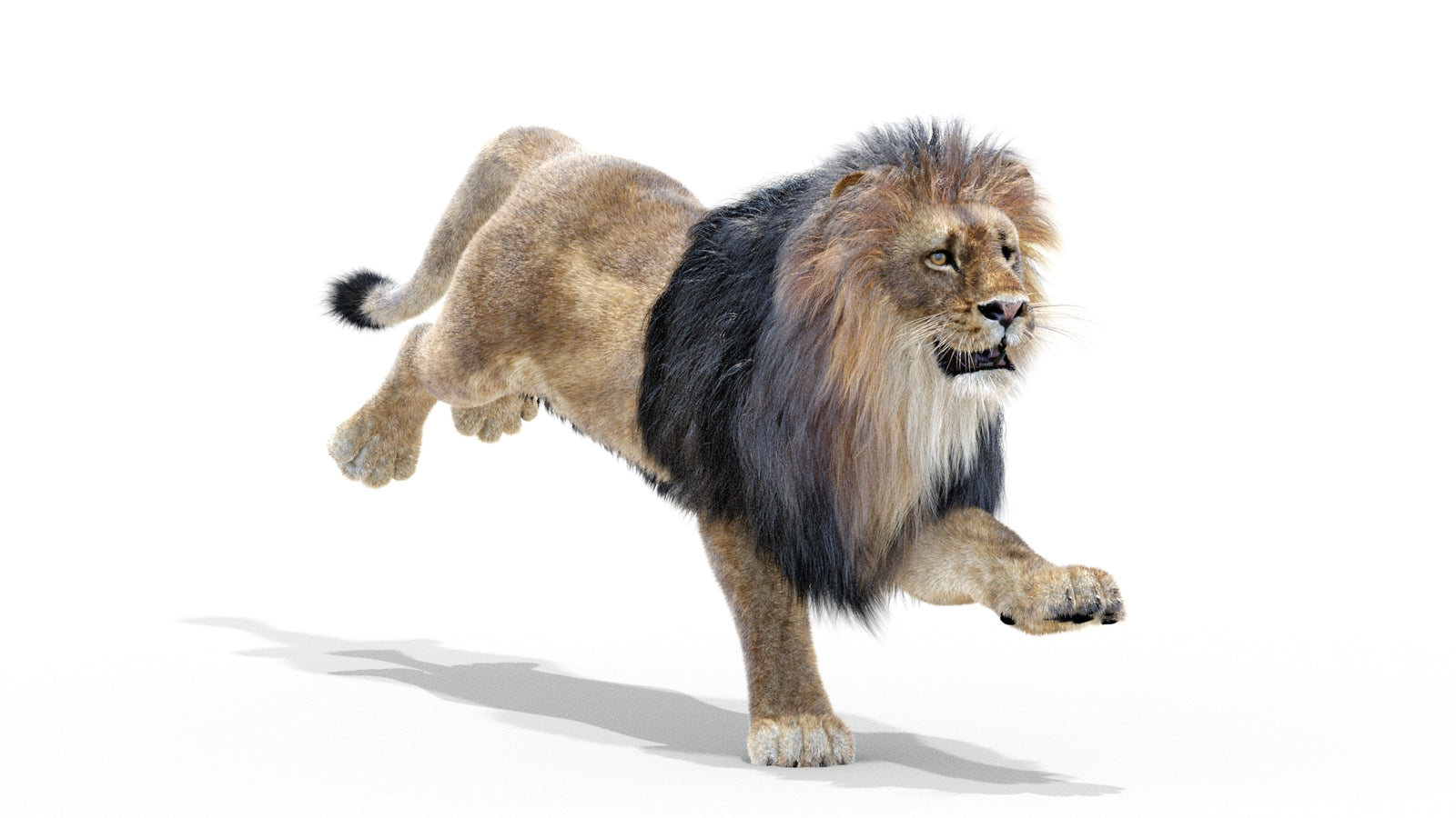 Animated Lion 3D Model with Fur 360° view 3 frame 5