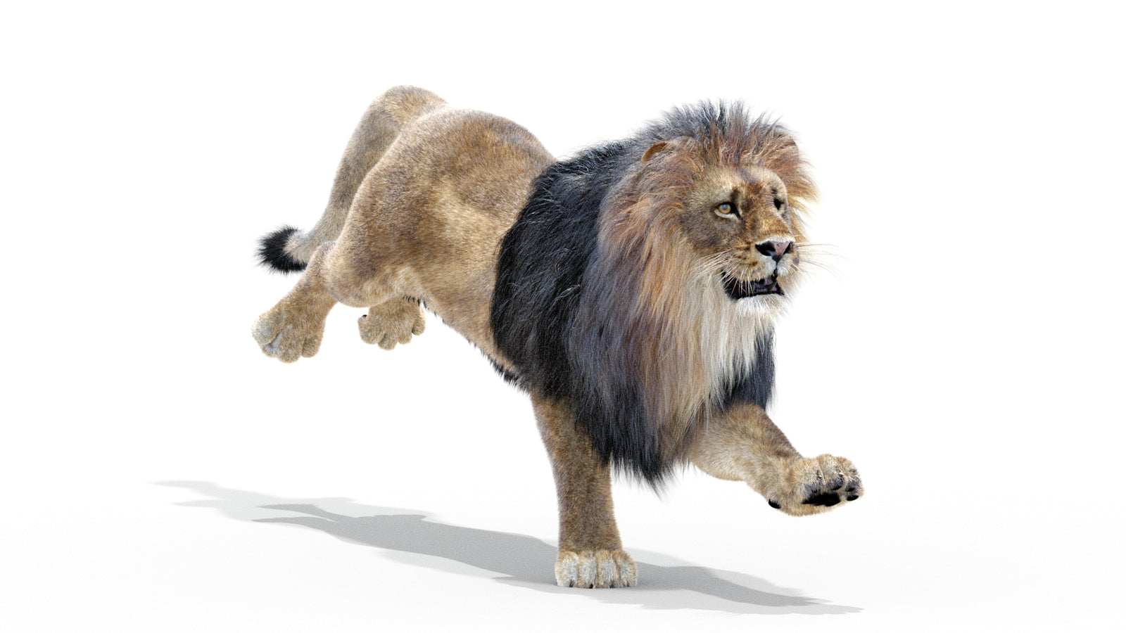 Animated Lion 3D Model with Fur 360° view 3 frame 6