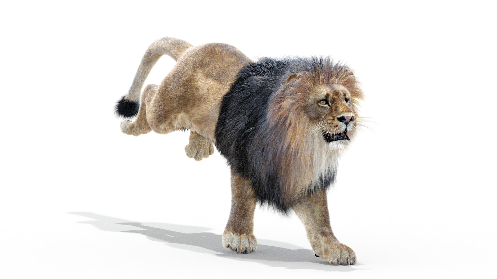 Animated Lion 3D Model with Fur 360° view 3 frame 9