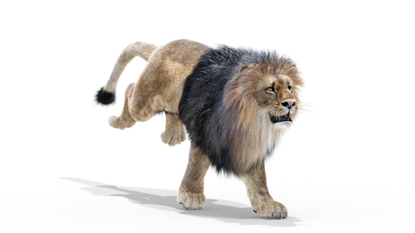 Animated Lion 3D Model with Fur 360° view 3 frame 10